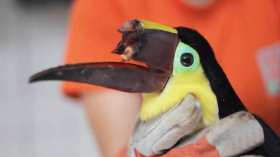 Carta a un&nbsp;tucán