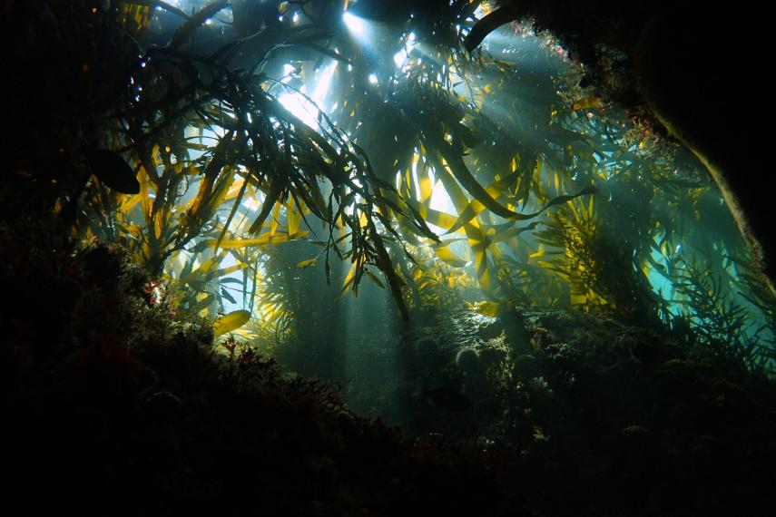 CineCuerdas | Cantar y danzar a las vidas, a todas las&nbsp;vidas