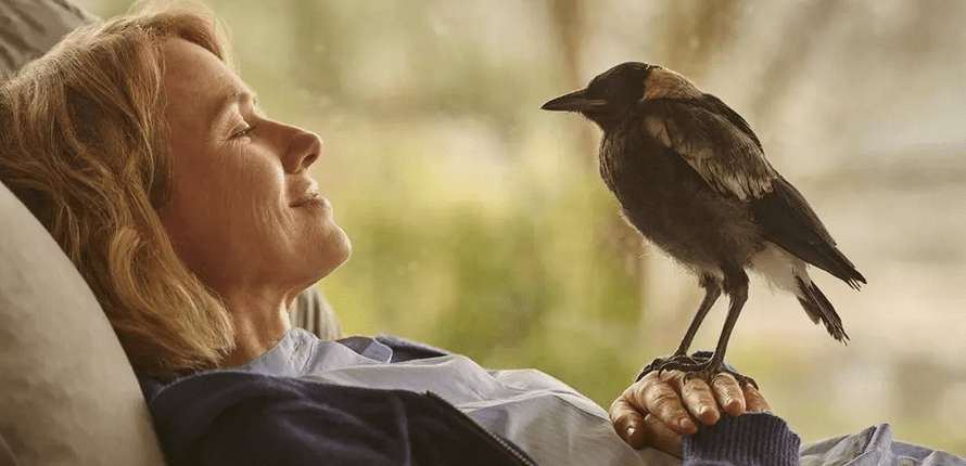 CineCuerdas | Penguin&nbsp;Bloom