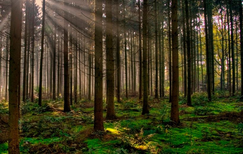 el futuro es vegetal mancuso bosques reino defensa