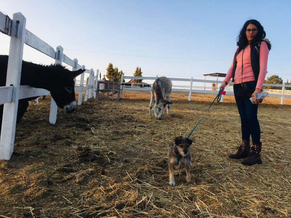 santuario equinos puebla