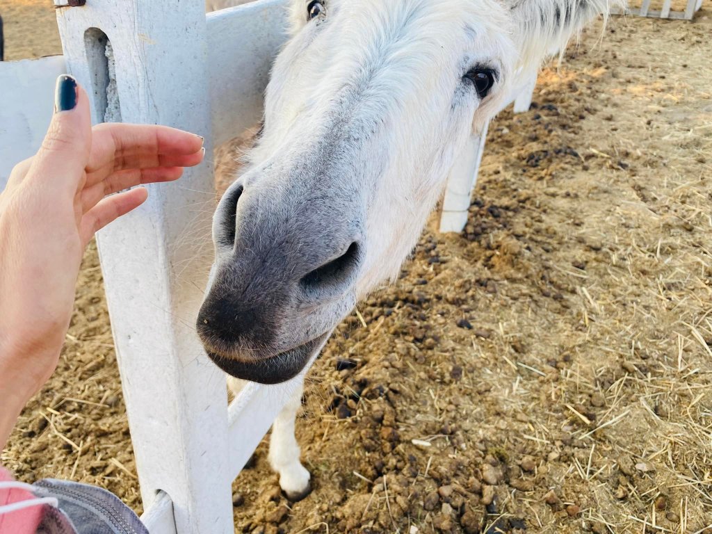 caballos rescatados cuacolandia