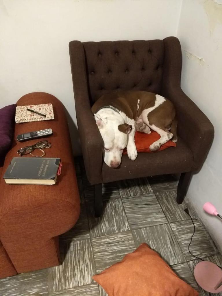 valiente perro pitbull guadalajara