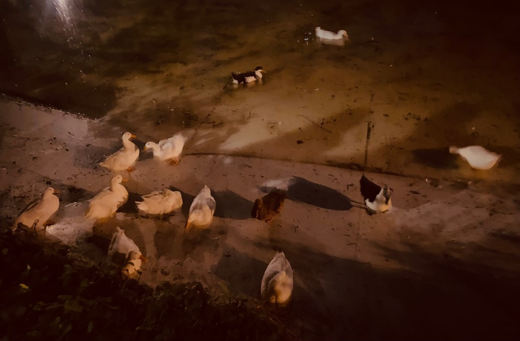 patos del parque méxico