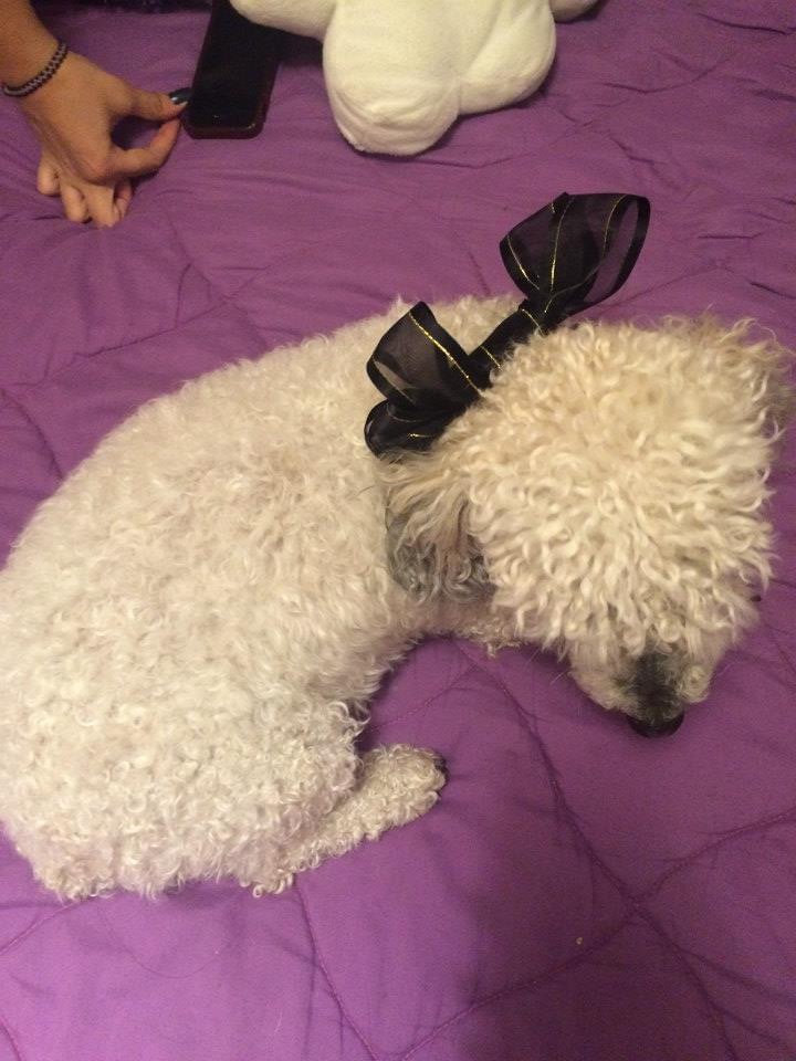 vodka perra maltés guadalajara