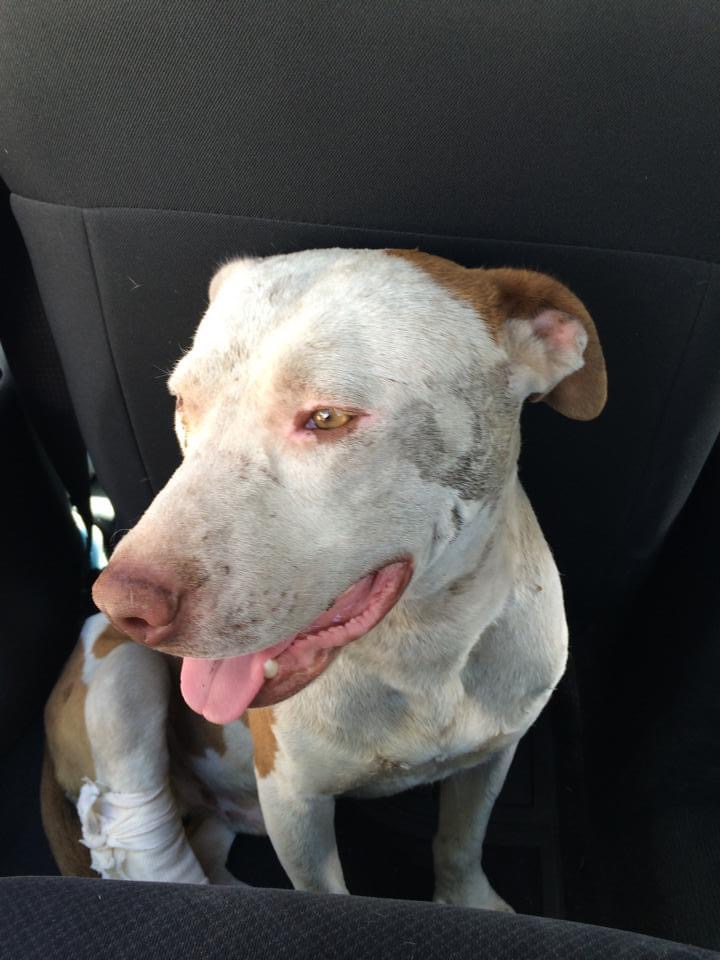 valiente rescate pitbull tonala guadalajara