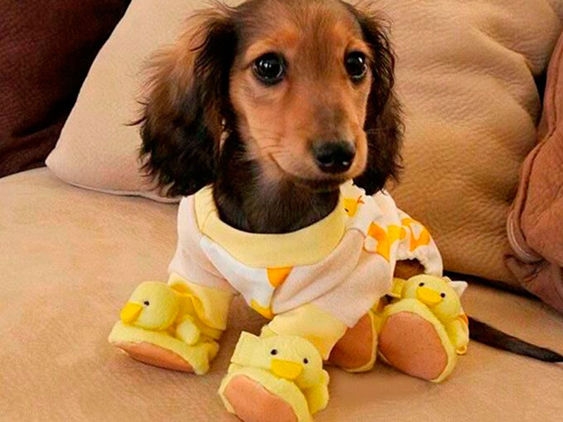 perrhijos en vez de hijos parejas