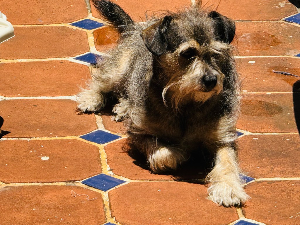 perrhijos atención médica familia