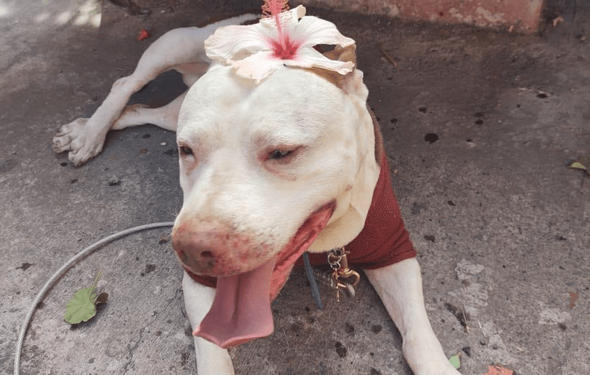 valiente pitbull rescatado adoptado familia guadalajara