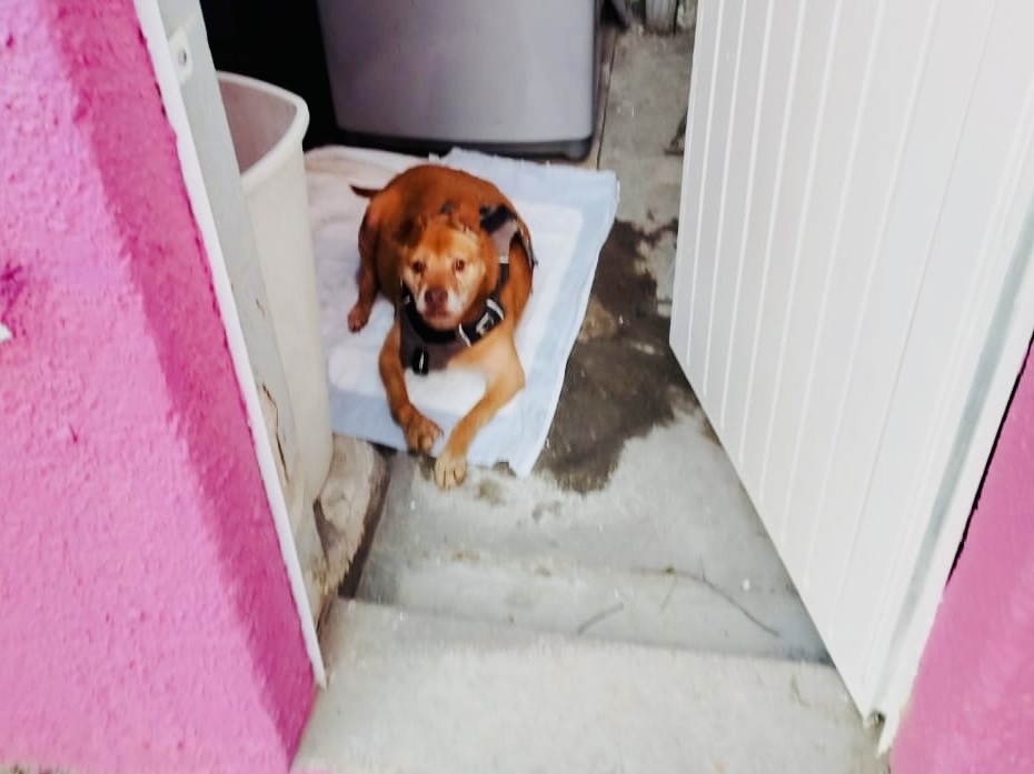 perro adoptado refugio guadalajara tercera edad viejito