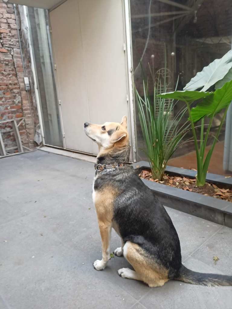 perra rescatada adoptada cdmx