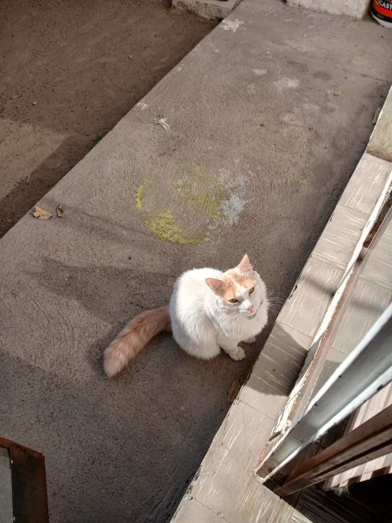 gato rescatado guadalajara familia