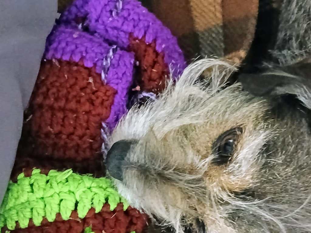 perrita rescatada edomex cdmx refugios albergues