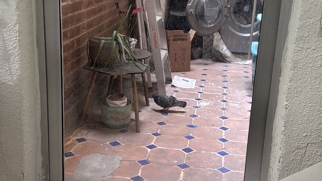 paloma como cuidarla