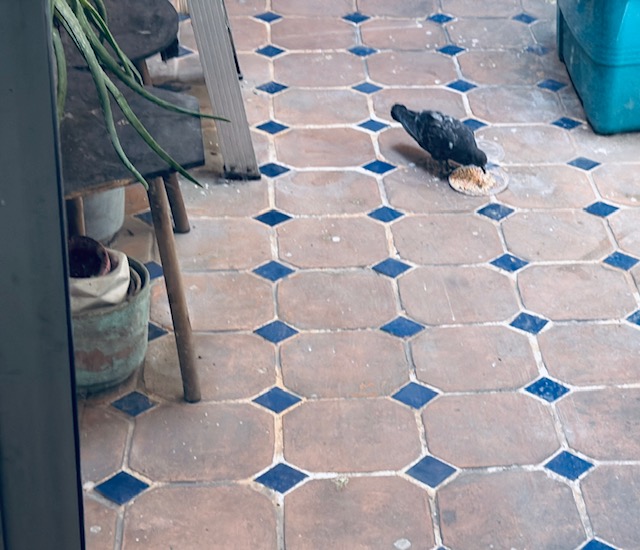 paloma comiendo semillas