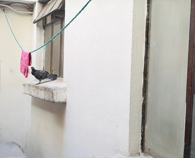 paloma en una ventana