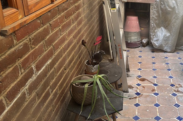 aves ciudad de méxico