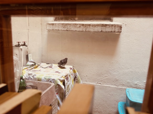 lavadora paloma rescatada