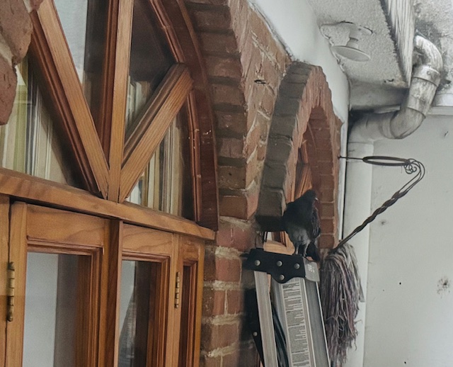 paloma en una escalera