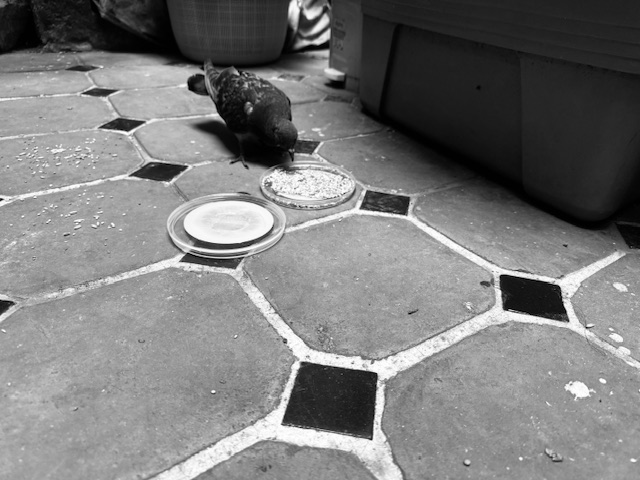 paloma rescatada comiendo