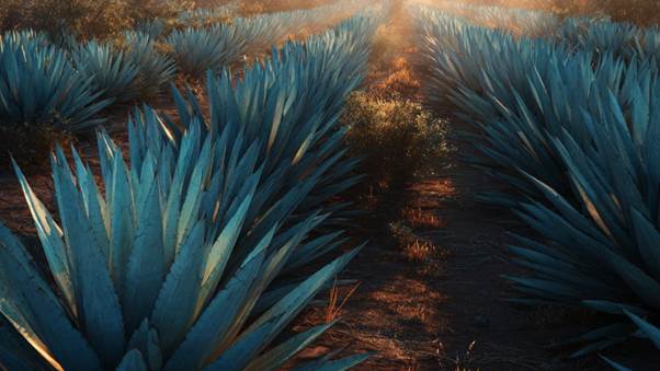 agave azul origen del tequila historia