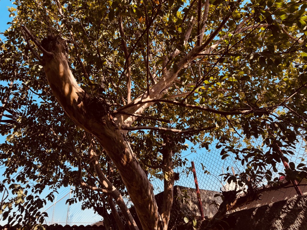 naranjo árbol familia casa guadalajara